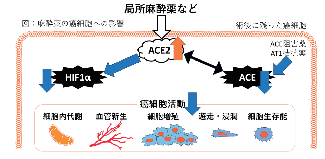 麻酔薬のがん細胞への影響