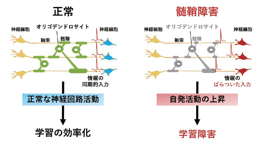 オリゴデンドロサイトが作る髄鞘