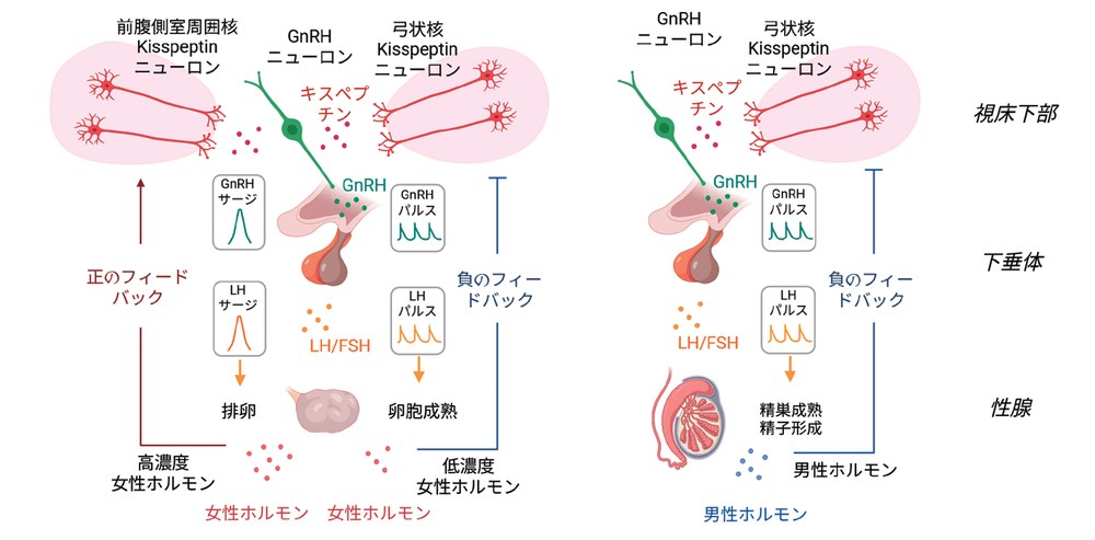視床下部―下垂体―性腺における性ホルモン分泌の制御を示した図