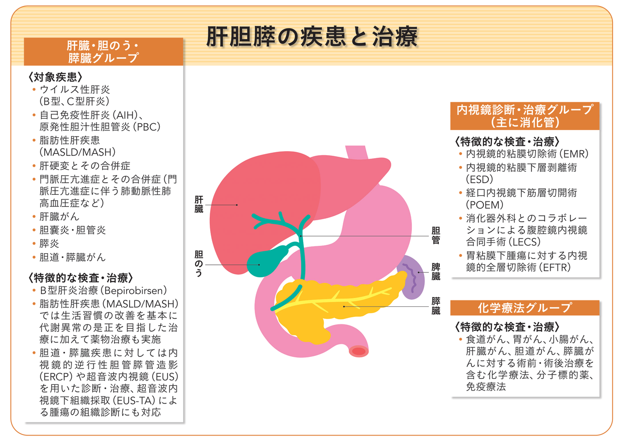 肝胆膵の疾患と治療：各診療グループの対象疾患と特徴的な検査・治療